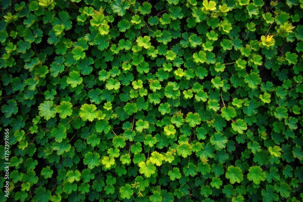 Obraz premium Emerald Canopy A dense, verdant network of interwoven vines forming a natural canopy in a sun dappled ancient forest, conveying organic architecture and wild abundance. An overhead, wide angle shot of