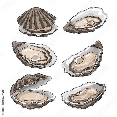 A collection of six delicious and fresh oysters displayed from different angles on a white background.