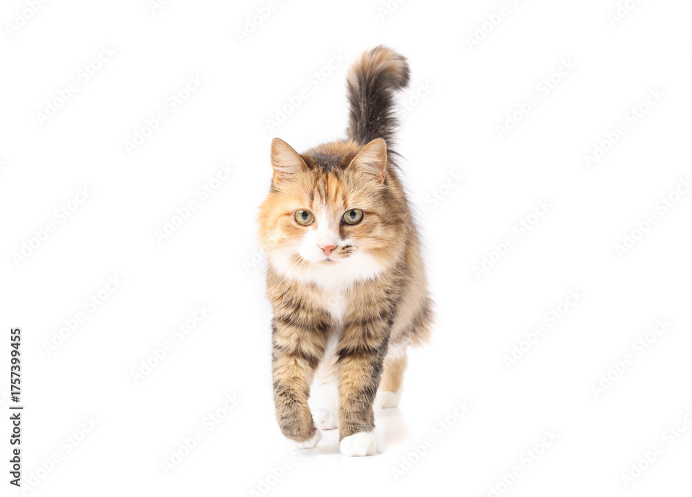 Obraz premium Isolated cat walking towards camera. Full body of cute fluffy calico cat strolling with tail tipped to the right. Feline communication or tail signaling. Female, long hair calico cat. Selective focus.