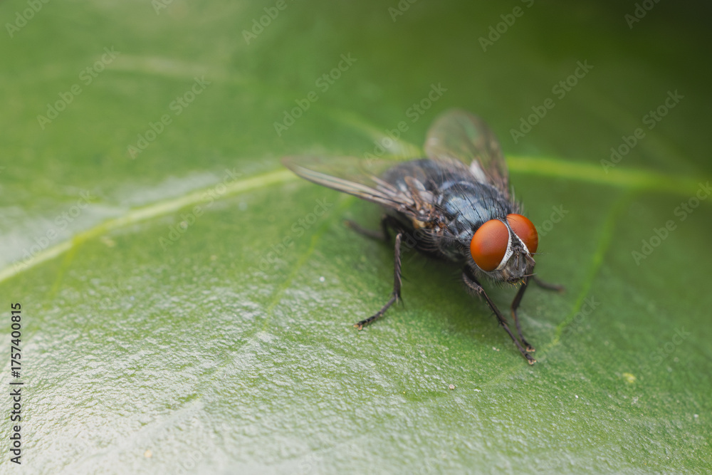 Fototapeta premium Fleischfliege