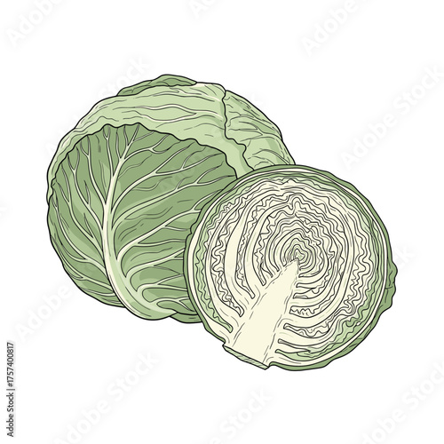 Close up of fresh green cabbage one whole and one cut in half.