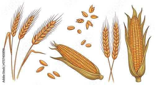 Celebrate harvest season with fresh wheat and corn illustrations perfect for farm-to-table concepts and autumn designs that bring nature's bounty to life