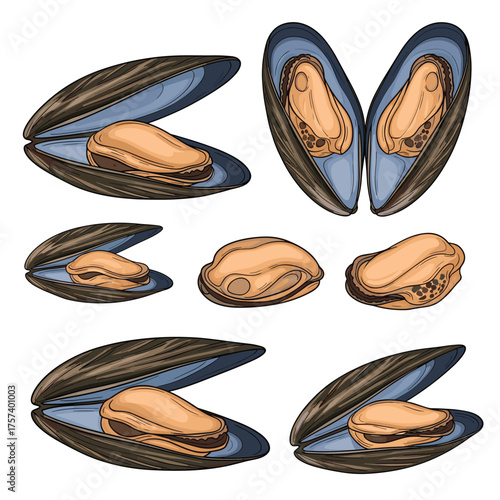 Illustration of fresh raw mussels on a white background with different views