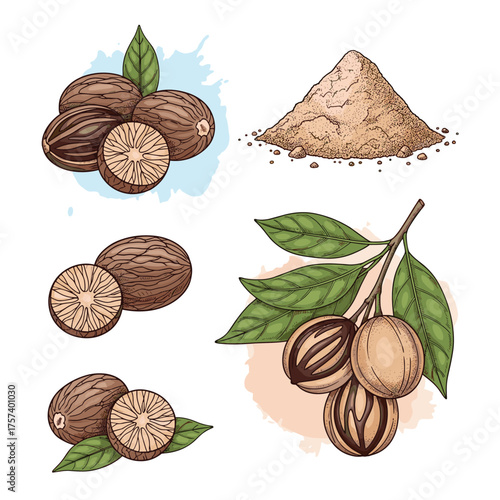 Nutmeg seeds and powder illustration in vintage style.