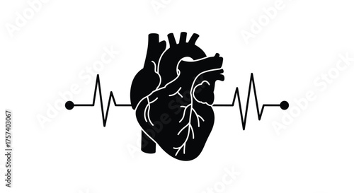 Anatomical human heart silhouette with ecg heartbeat line medical cardiology concept silhouette