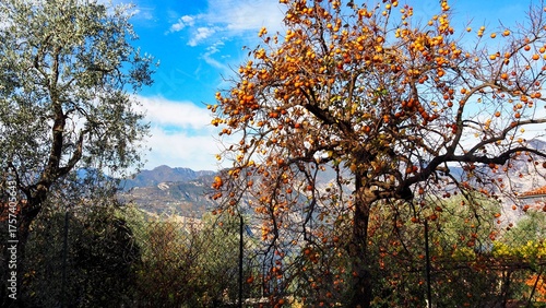 Lake Garda seen from the panoramic road above Malcesine with olive trees and persimmon tree in autumn