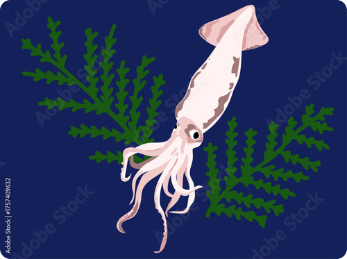 スルメイカのイラスト