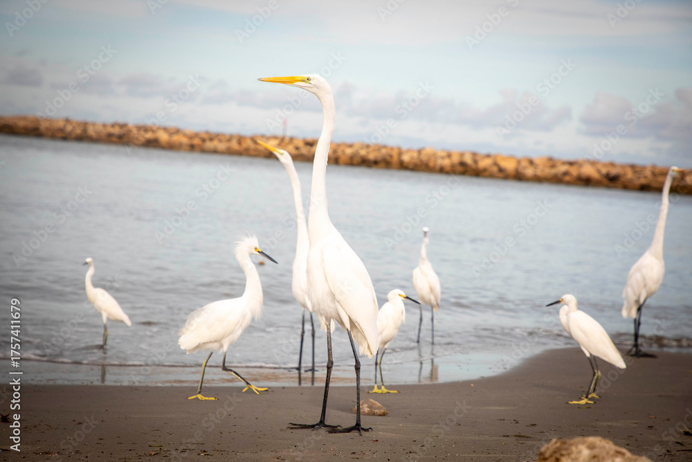 Obraz premium Garzas de Cartagena