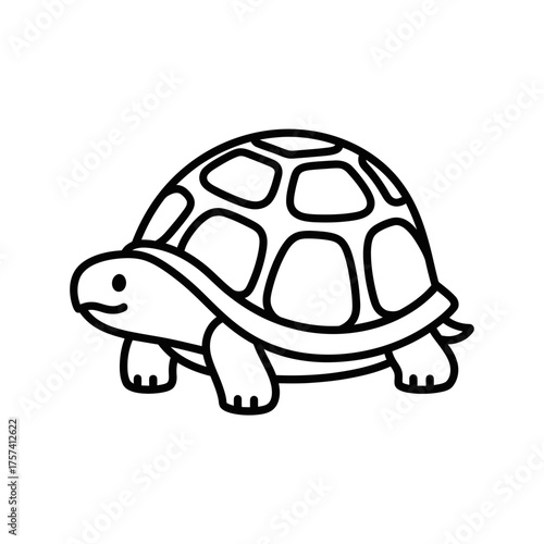 turtle isolated on white