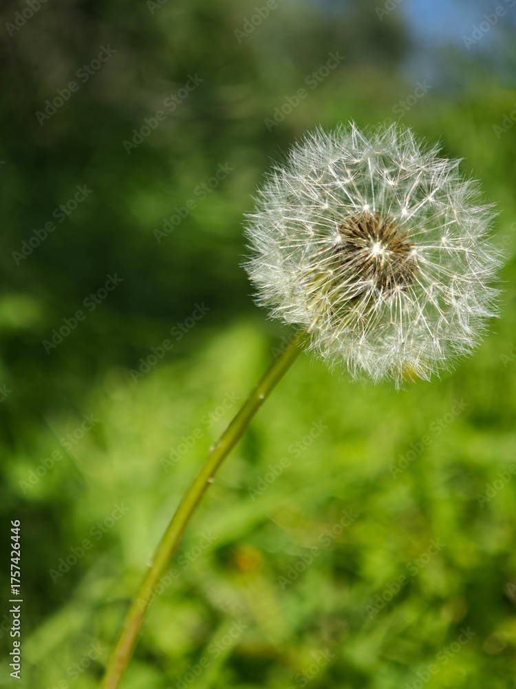 Fototapeta premium dandelion seed head