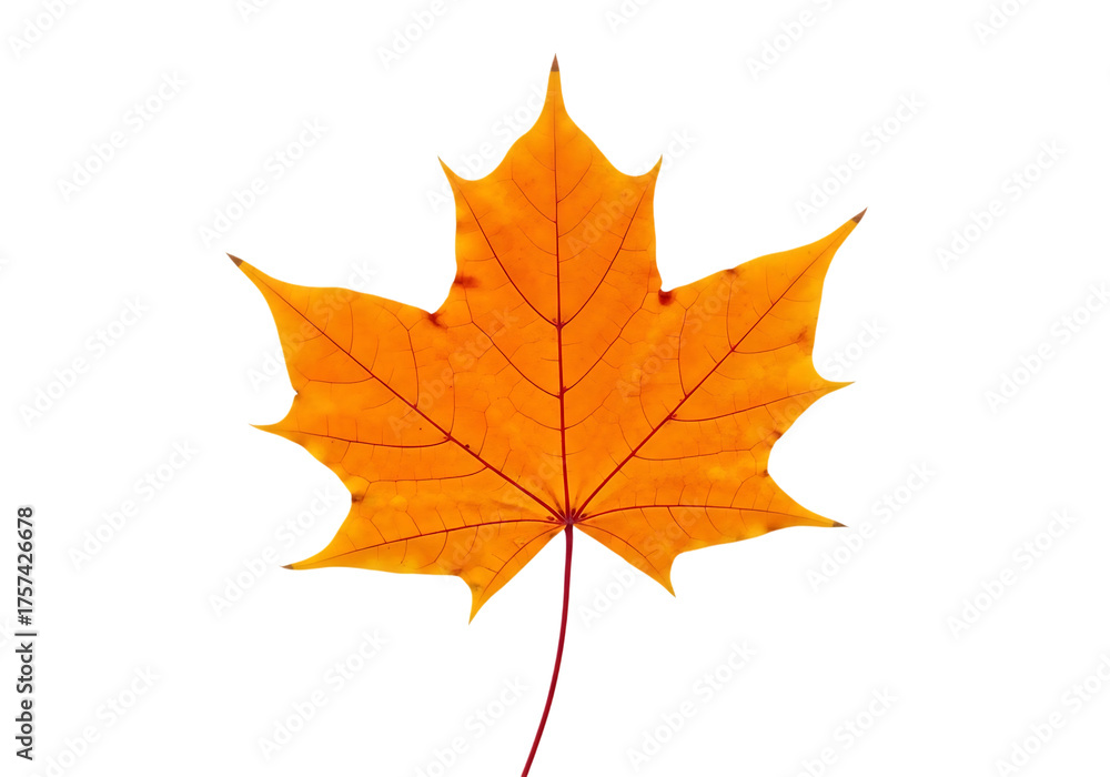 Fototapeta premium A single, vibrant orange autumn maple leaf with visible veins and stem, isolated on a clean transparent background, showcasing the intricate detail and beauty of a single fall leaf
