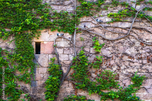Stone wall with ivy and pigeons creates serene natural scene