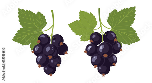 Fresh juicy blackcurrants hanging from a branch with green leaves.