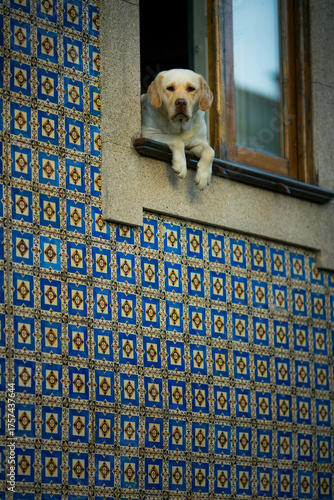 A dog looks out from an open window above a wall covered with traditional azulejos in Porto, Portugal. The scene feels intimate, local, and quietly full of character.