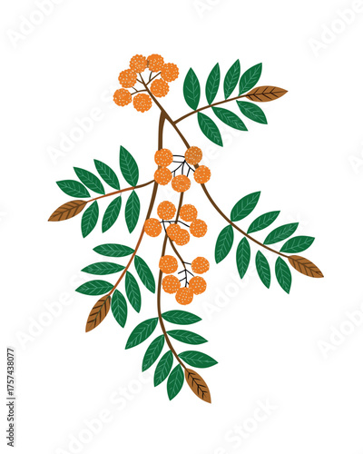 Bright orange rowan tree branch with berries and leaves heralds the autumn season of nature's flora