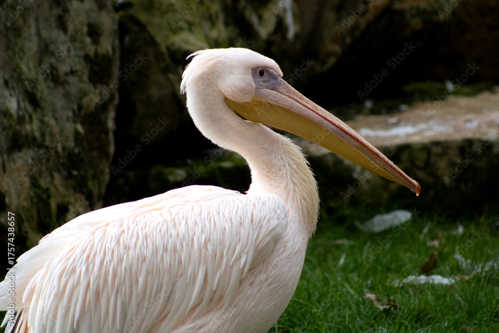 Obraz premium Pelikan