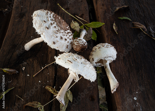 mushroom parasol