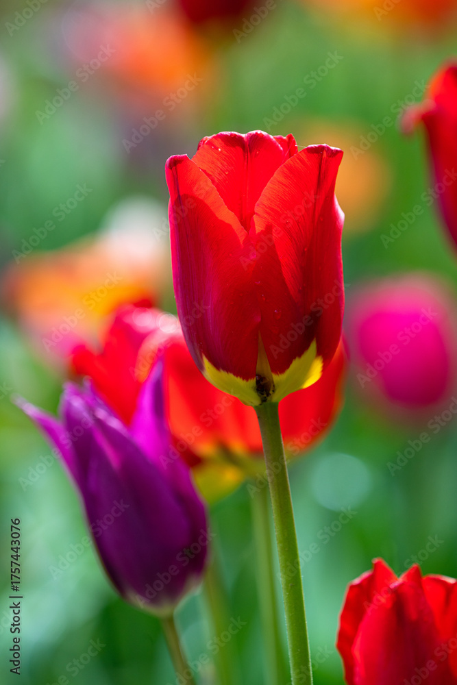 Fototapeta premium Vibrant red tulip glows in soft spring light
