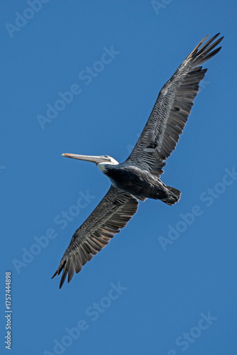 Brown Pelican soaring in a clear blue sky, showing the underside of its wingspan.
