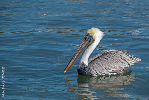 Brown Pelican swimming in a tidal inlet.