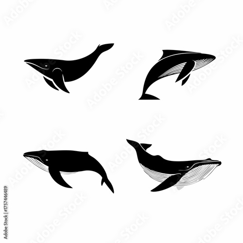 Set of diverse whale silhouettes, black vector icons on white. Collection of marine mammal illustrations for ocean wildlife and sea life designs.