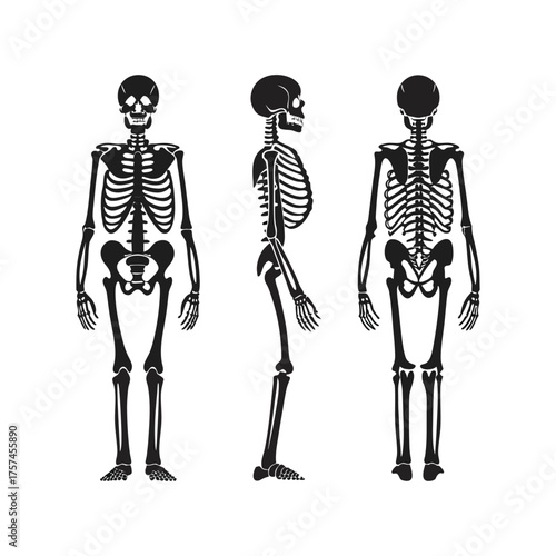 Human skeleton anatomy three views front side back medical science representation