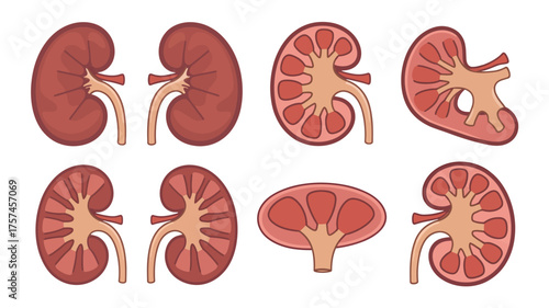 Human Organs Vector Illustration with Decorative Elements