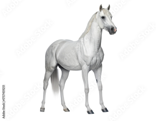 caballo png