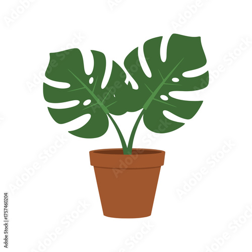Monstera deliciosa houseplant in terracotta pot vibrant green tropical leafy indoor plant decor vector vector