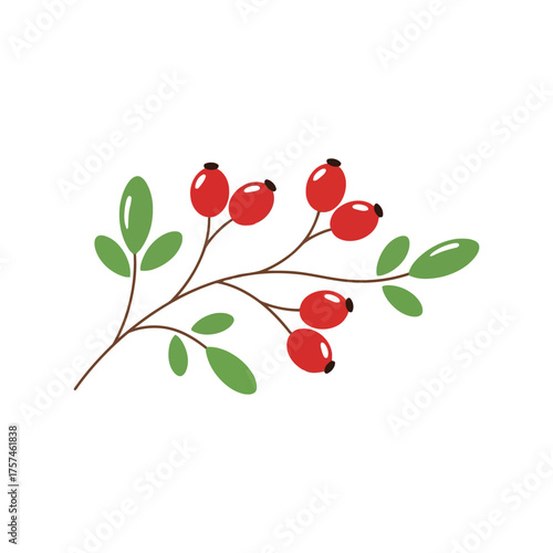 Vibrant rose hips on branch with green leaves botanical illustration autumn harvest nature element vector