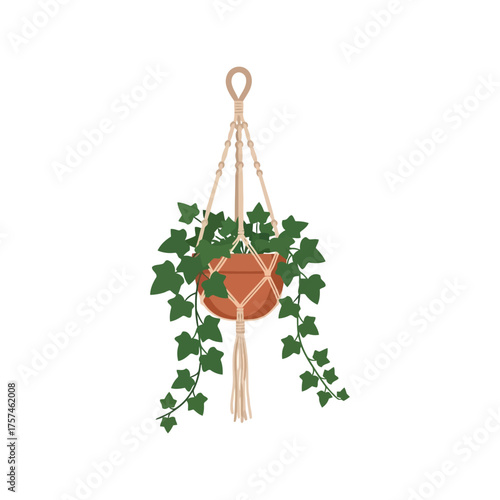 Hanging potted ivy plant in macrame hanger home decor botanical indoor greenery vector