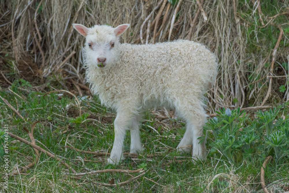 Obraz premium Fauna in Iceland