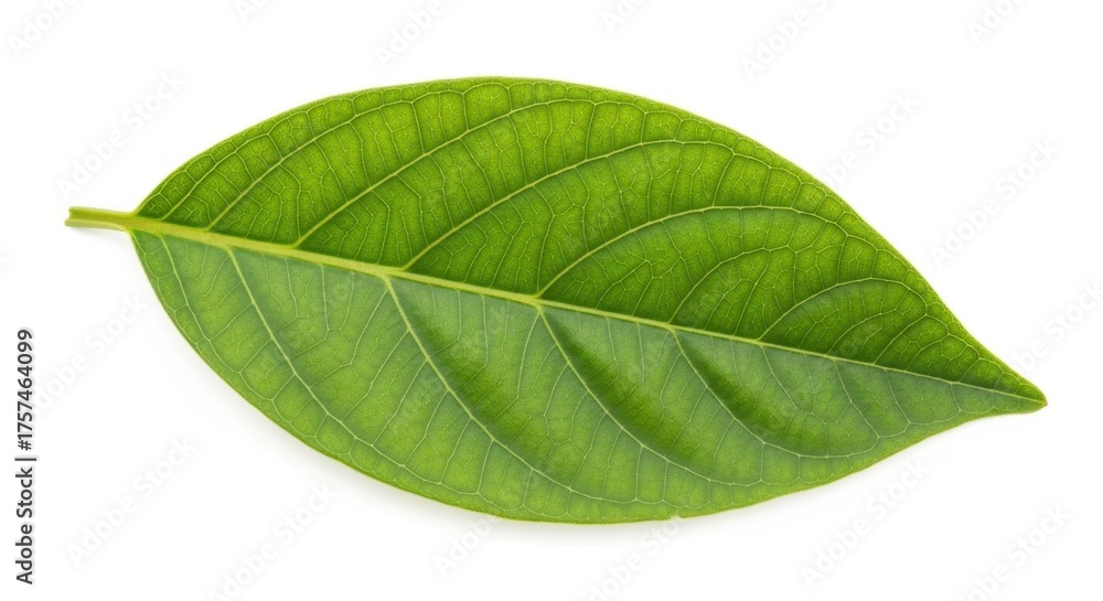 Fototapeta premium Single green leaf with detailed veins against a
