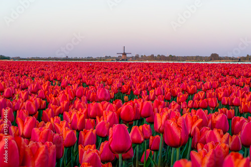 Red Tulips near Windmill, Keukenhof, Lisse, Netherlands
