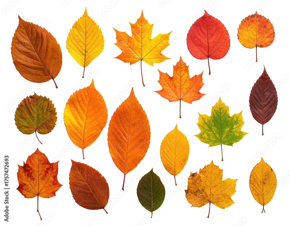 Obraz premium Assortment of various fallen leaves in autumnal colors on a black background