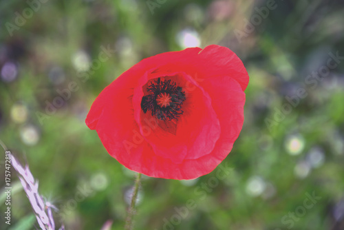 Blüten