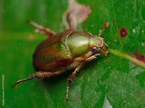 Japanese Beetle, Japankäfer (Popilla japonica)