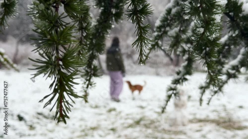 Blurry view of dog and its owner walking in snowy winter weather through the fluffy branches of Christmas tree in city park. Pet Care and Health
