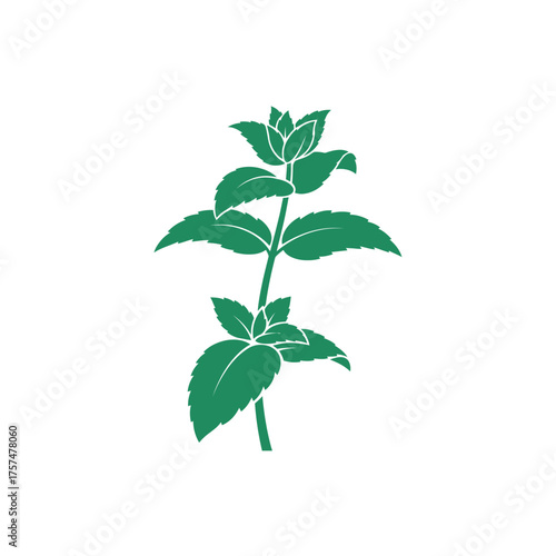 Green mint plant silhouette