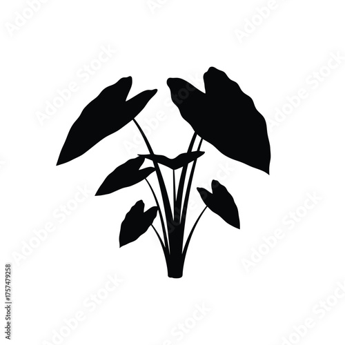Taro plant silhouette with large leaves