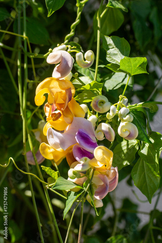 Foto Vigna Caracalla close up, known as Snailflower, with amazing scent