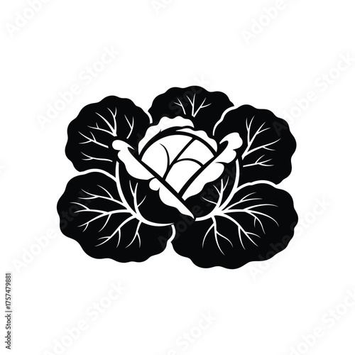 Black and white cabbage silhouette