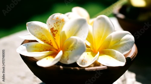 Beautiful close-up of vibrant yellow and white plumeria flowers in clay pots