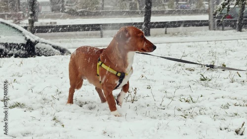 Small brown dog in snowy urban park wearing bright yellow harness looking attentive brave during winter snowfall scene showcasing pet resilience companionship outdoor adventure lifestyle