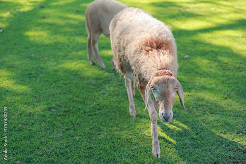 Close up the brown Sheep is rest in garden