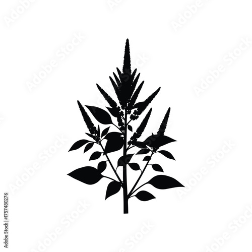 Black silhouette of a tall plant with spiky blooms silhouette