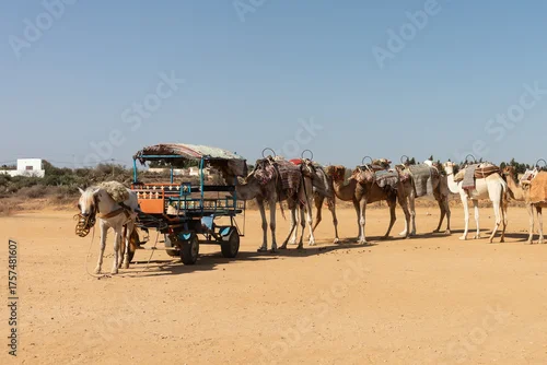 Obraz Karawana wielbłądów dla turystów 
