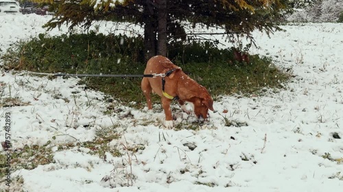 Portrait brown dog standing in snowy environment wearing yellow harness steady gaze conveying warmth resilience companionship suited for seasonal pet advertising editorial stock asset