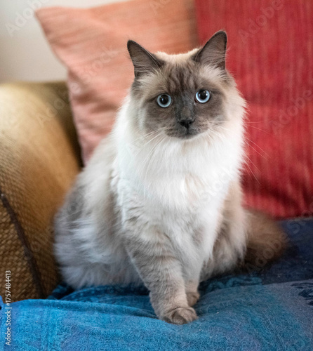 Fotografie siberian cat in studio