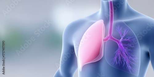 Human Respiratory System Lungs and Bronchi Anatomy